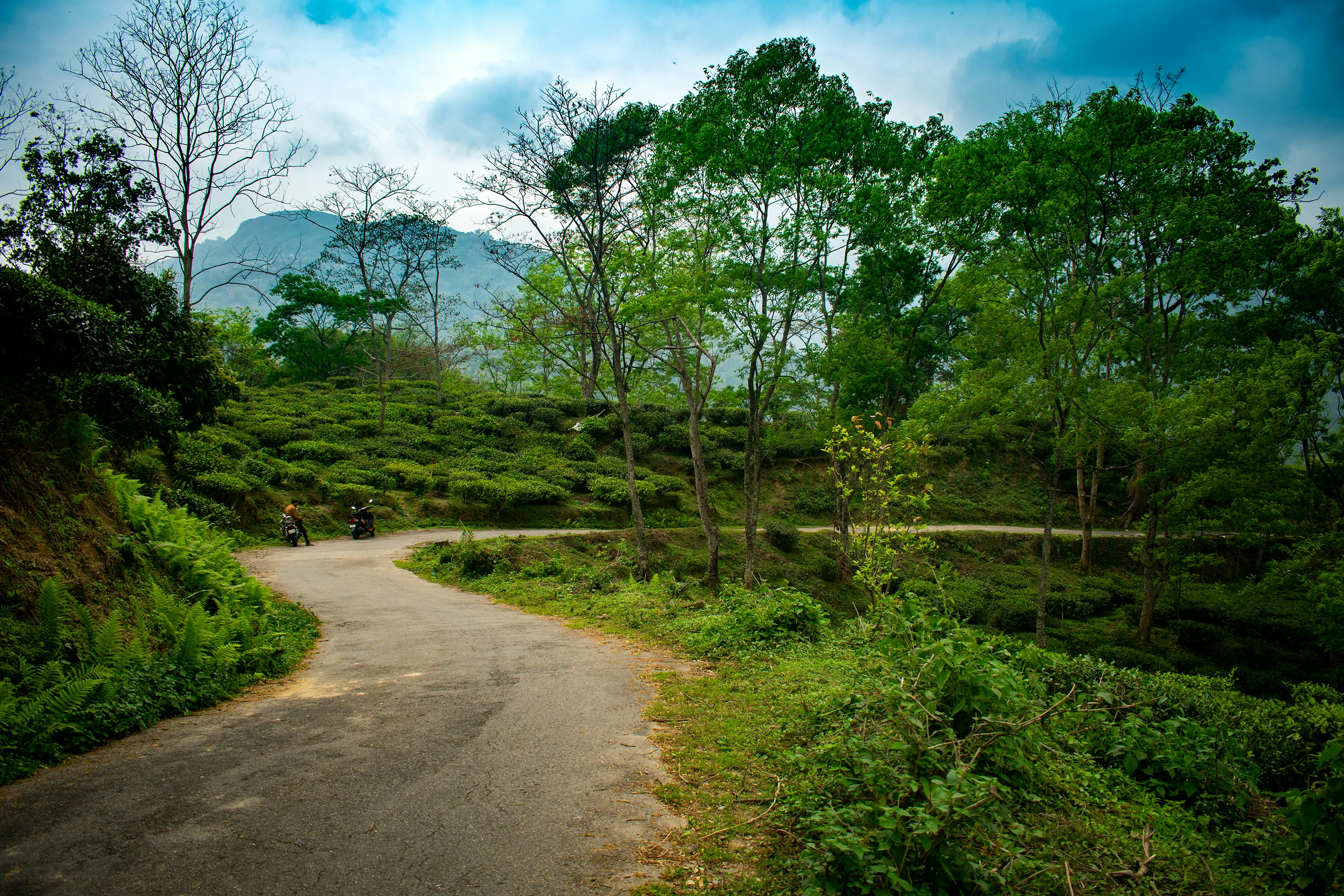 Beautiful scenery near Latpanchar Crotonleaf Homestay